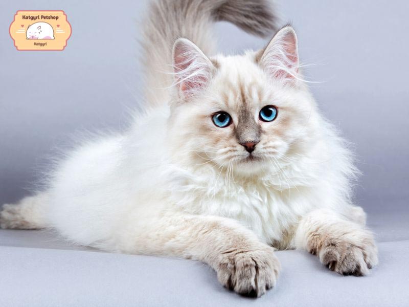Bạn cần dành thời gian để chải lông và tắm rửa thường xuyên cho các bé mèo Siberian