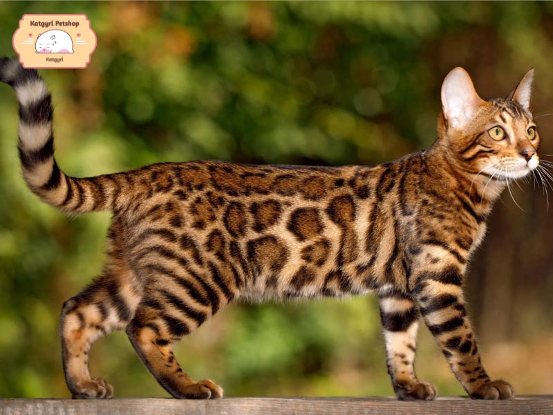 Bộ lông của mèo Bengal vô cùng đặc biệt