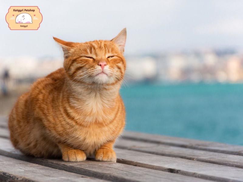Bộ lông màu nâu sáng nổi bật và đáng yêu của loài mèo Cha Tora
