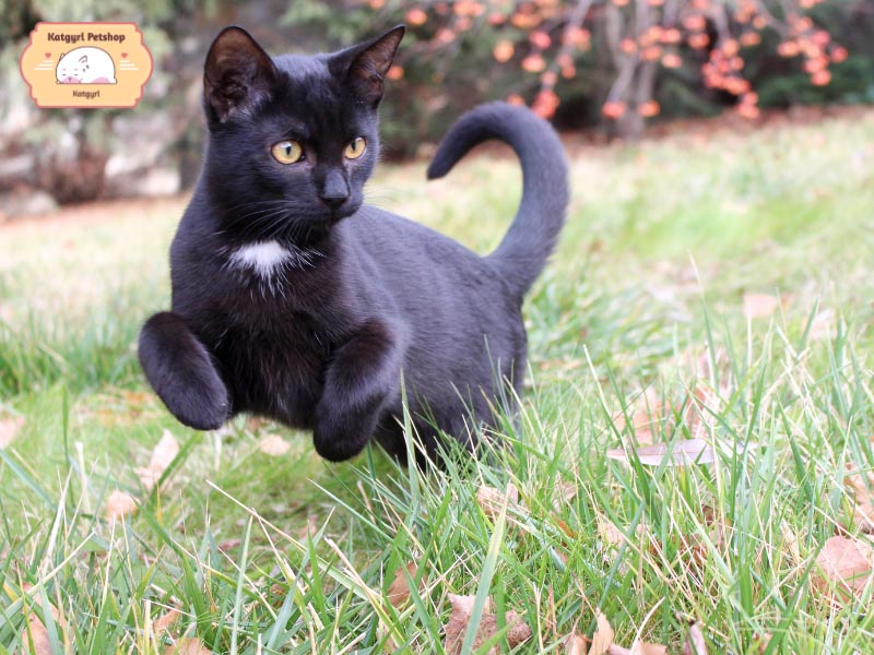 Các giống mèo đen thường sở hữu bộ lông màu đen tuyền như tên gọi của chúng.
