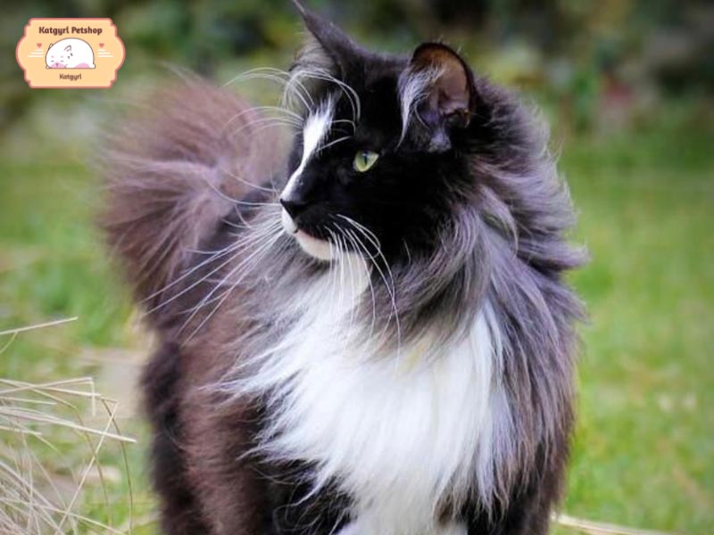 Cách chăm sóc mèo Tuxedo lông dài