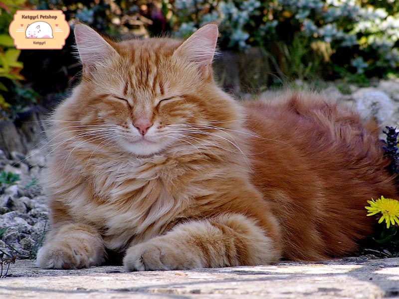 Cách chăm sóc và vệ sinh mèo Anh lông dài màu vàng