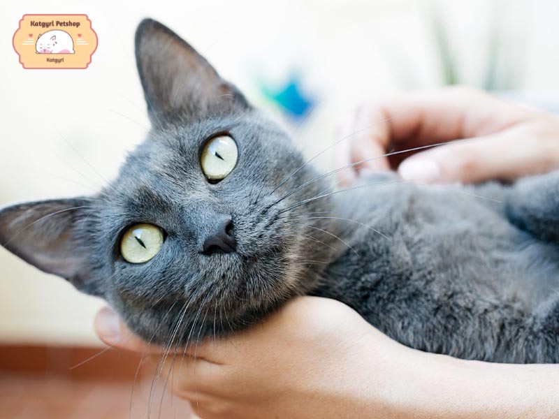 Cách chăm sóc và vệ sinh mèo Russian Blue