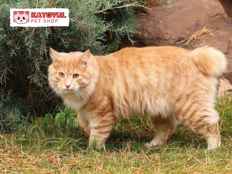 Chăm sóc mèo cộc đuôi Kuril theo từng giai đoạn phát triển và độ tuổi khác nhau