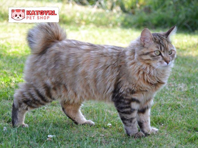 Chiều dài đuôi ngắn hoặc không có đuôi của mèo Kurilian Bobtail tạo nên vẻ ngoại hình đặc biệt so với các giống mèo khác
