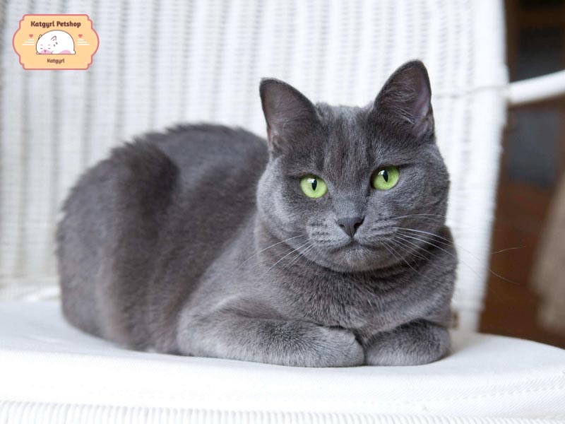 Con mèo màu xám với đôi mắt màu xanh này có tính cách đặc biệt ngọt ngào