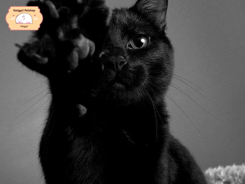 Còn nhiều điều thú vị về các giống mèo đen có thể bạn chưa biết.