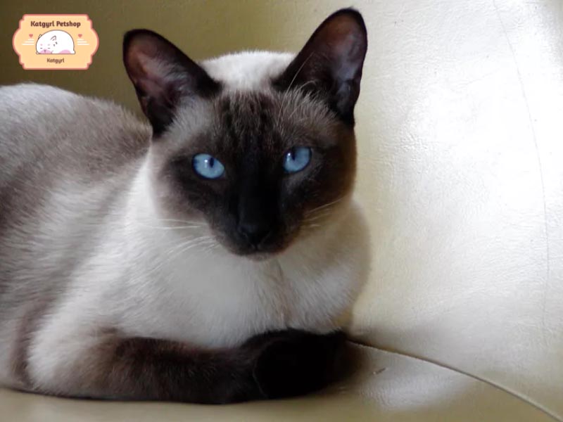 Đặc điểm nổi bật nhất của giống mèo Xiêm là đôi mắt xanh hình quả hạnh nổi bật
