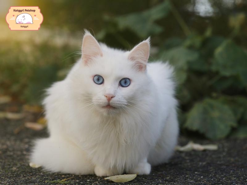 Điểm đặc biệt của giống mèo lông trắng mắt xanh khiến nhiều người yêu thích