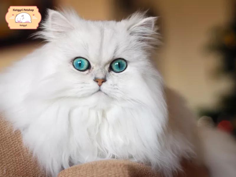 Giống mèo Ba Tư có vẻ ngoài cực kỳ kiêu sa và quyến rũ