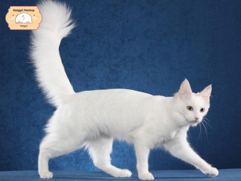 Giống mèo Nga dễ thương với bộ lông trắng như tuyết