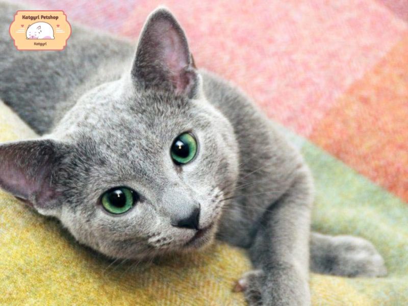 Giống mèo Nga mắt xanh quý tộc với đôi mắt xanh huyền bí