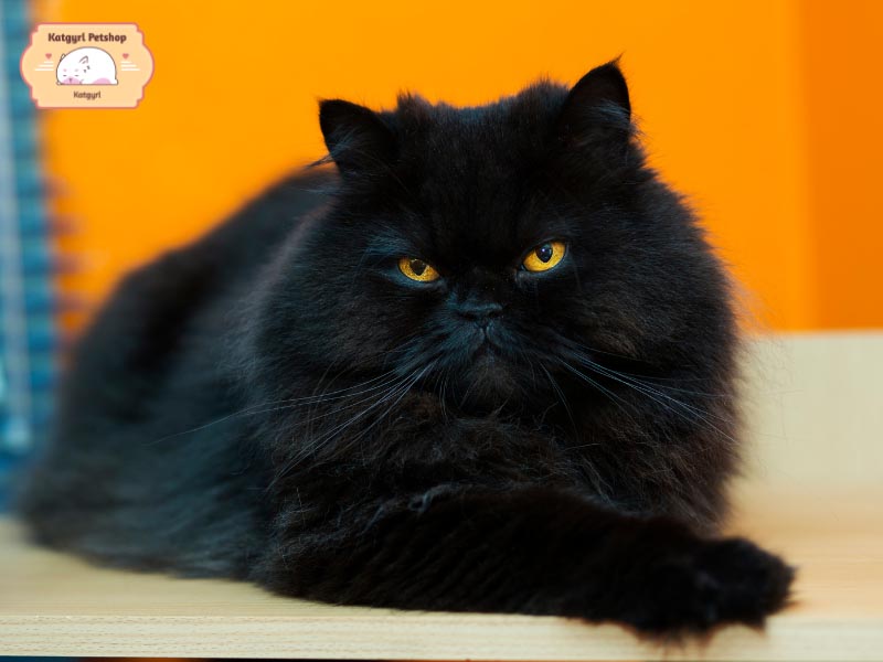 Giống mèo đen cũng khá thân thiện và nhạy bén trong việc bắt chuột, côn trùng,...
