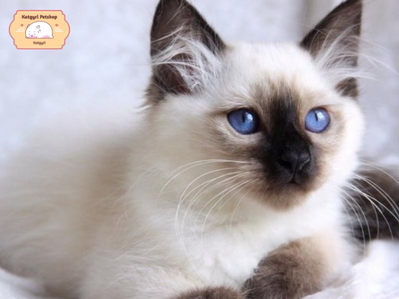 Giống mèo lông trắng mắt xanh sẽ dễ bị ung thư da do thiếu sắc tố da bảo vệ