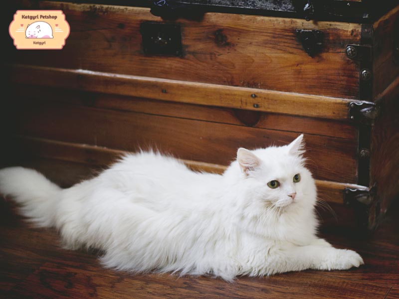Giống mèo lông trắng phản ánh tính cách sang chảnh và độ kỹ tính của chủ nhân.