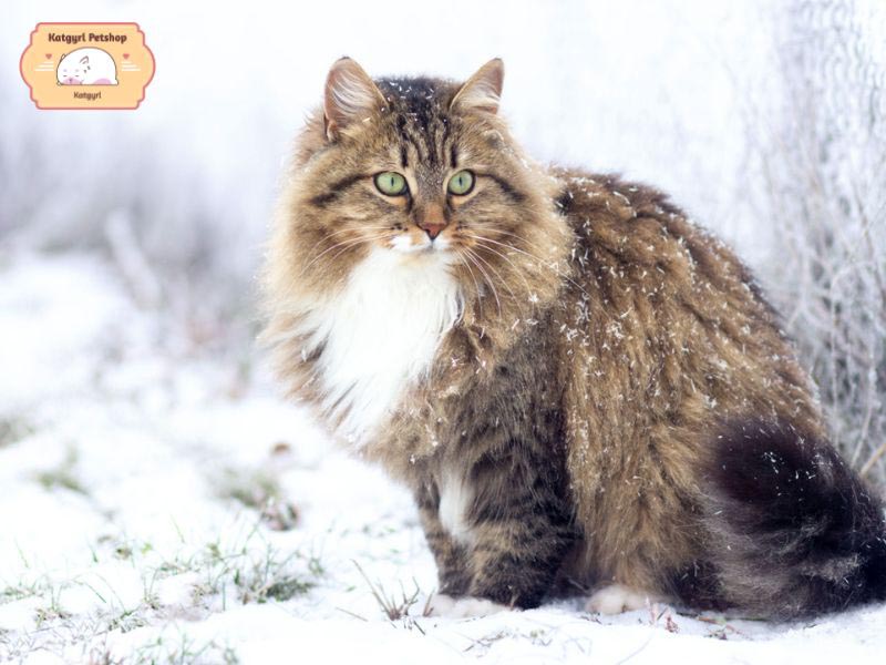 Giống mèo này có đến 3 lớp lông dày và tuổi thọ từ 10 - 18 năm