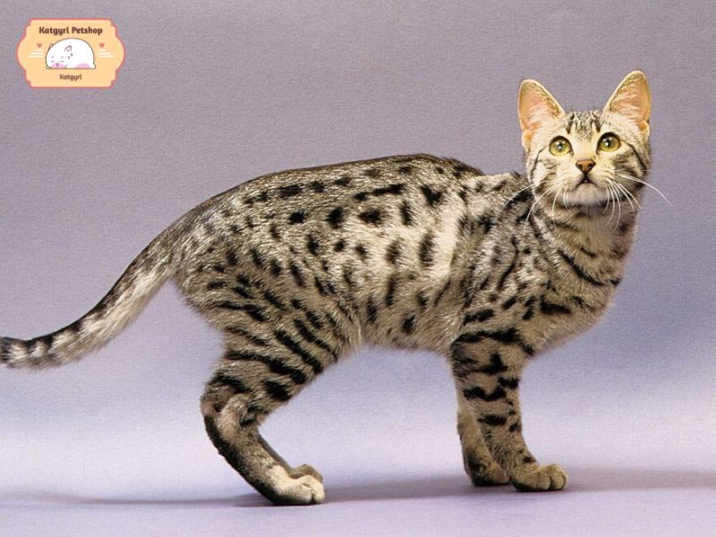 Giống mèo to nhất thế giới Mèo Mau Ai Cập