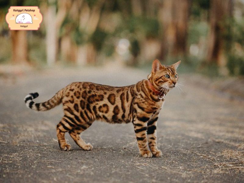 Giống mèo to nhất thế giới mèo Bengal