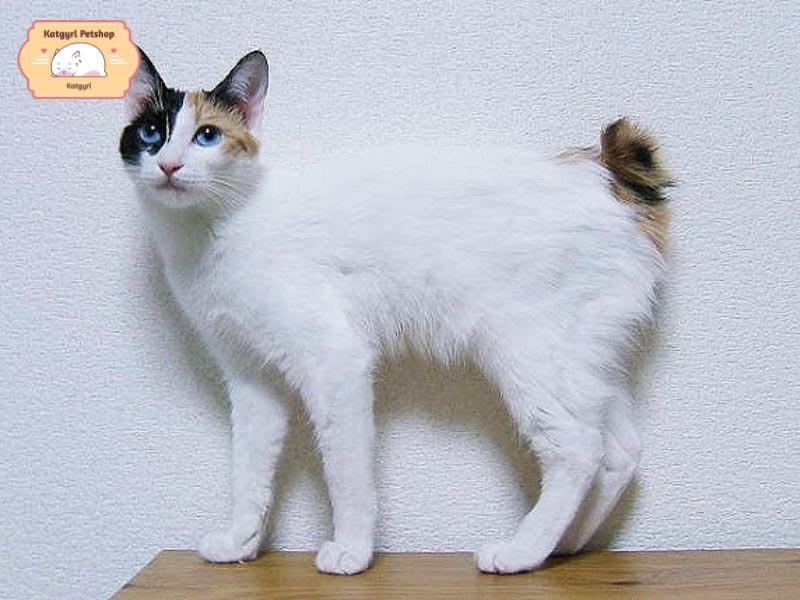 Giống mèo to nhất thế giới mèo cụt đuôi Mỹ