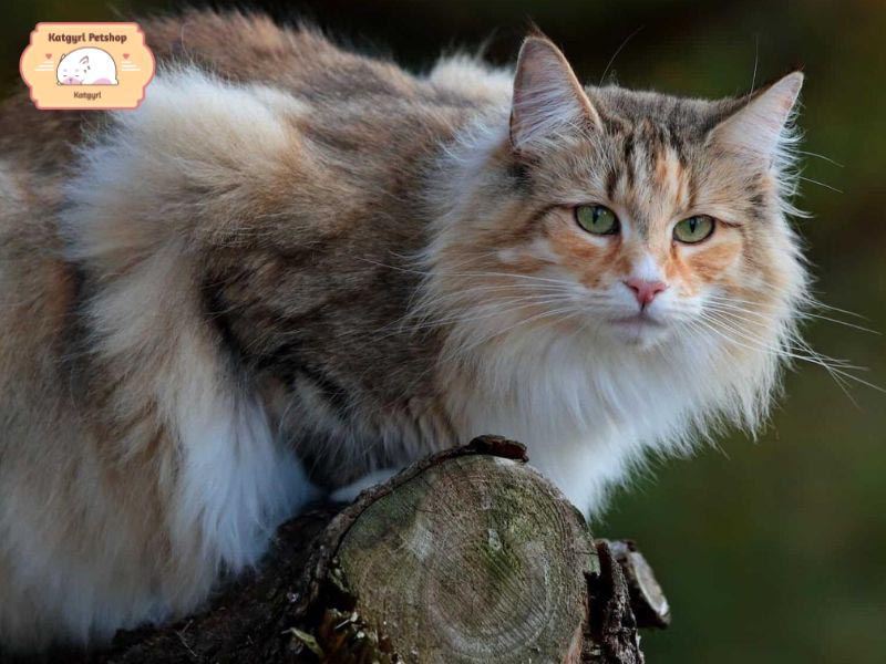 Giống mèo to nhất thế giới mèo rừng Nauy