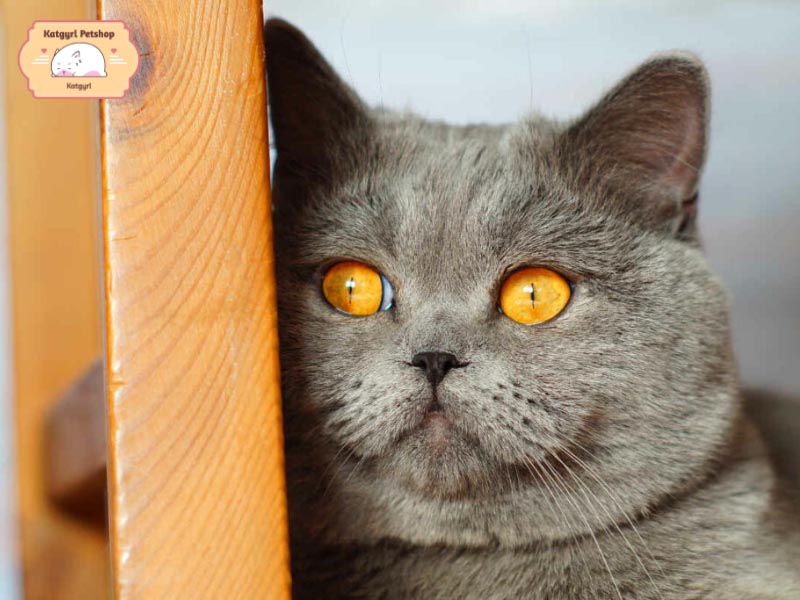 Lời rao mèo nhà có giá dưới 1 triệu cũng là một hình thức lừa đảo