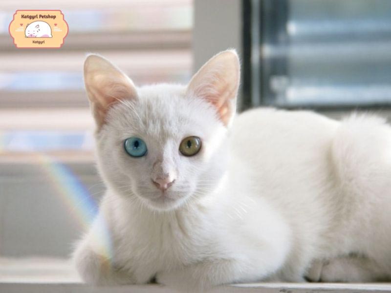 Mèo 2 màu mắt là mèo có 2 màu mắt khác nhau, độc đáo, cuốn hút 
