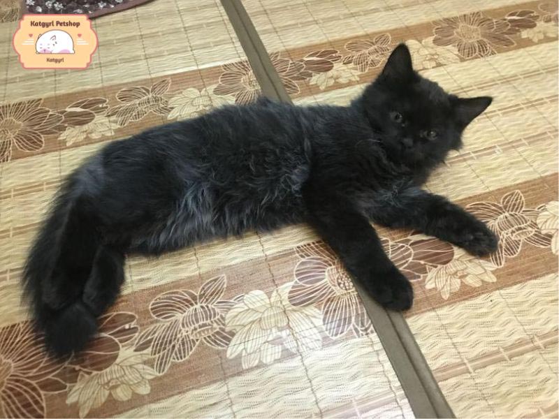 Mèo Ald đen có tính cách hiếu động, ngoan ngoãn, hiền lành
