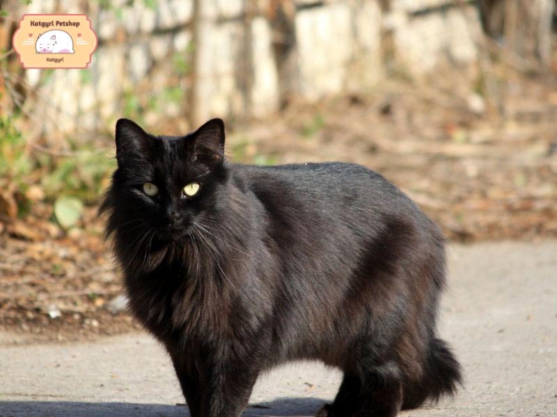 Mèo Ald đen lông dài nhập khẩu, ngoại hình bắt mắt có giá thành rất cao