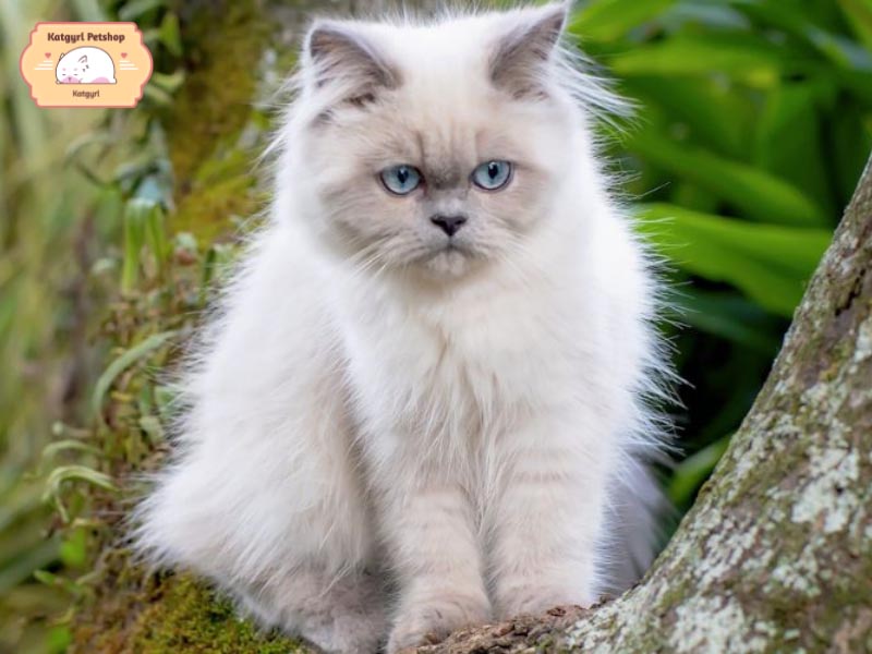 Mèo Ald màu Hyma với màu lông dễ thương được yêu thích