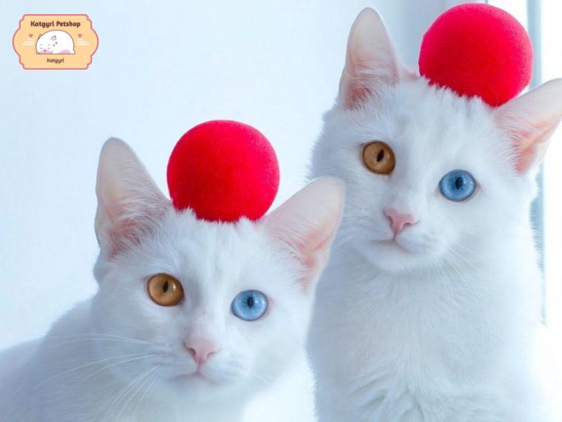  Mèo Angora Thổ Nhĩ Kỳ mắt 2 màu hai màu mắt dễ thương, hót rần rần mạng xã hội