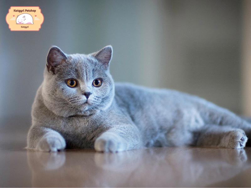 Mèo Anh lai thường có mức giá từ 500 đến 1 triệu đồng một chú mèo