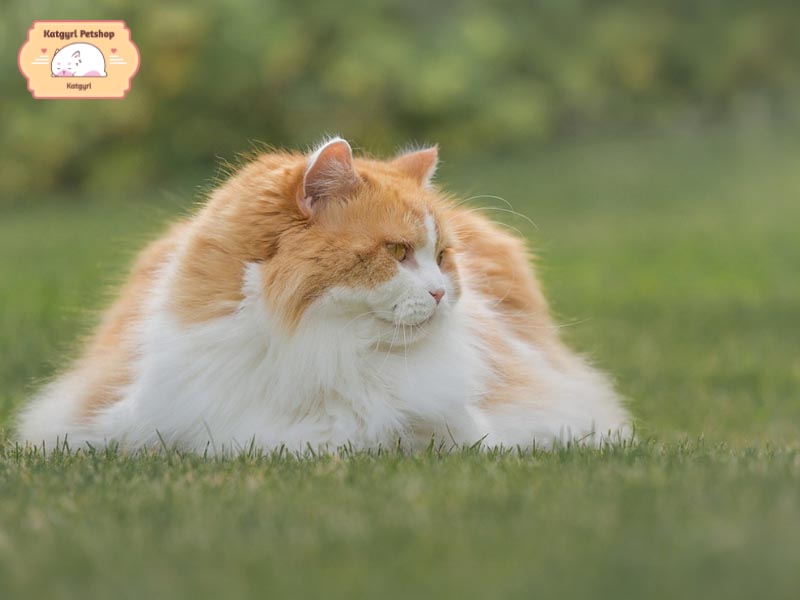 Mèo Anh lông dài Bicolor có cơ thể săn chắc