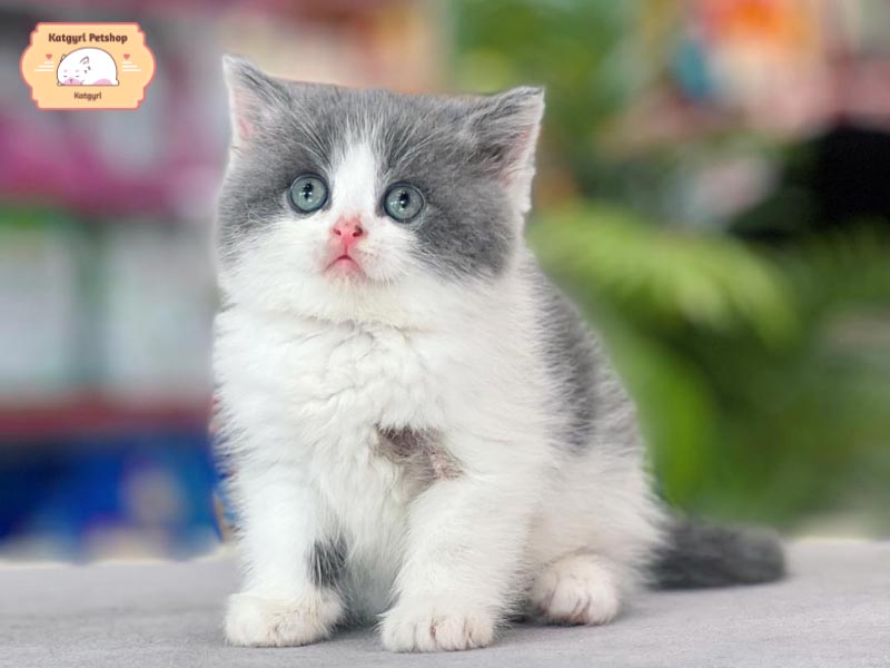 Mèo Anh lông dài Bicolor không thuần chủng có giá rẻ từ 500.000 đồng - 1 triệu đồng
