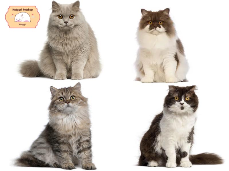 Mèo Anh lông dài có thể có màu lông đơn sắc, nhị thể, màu kết hợp hoặc màu lông hiếm