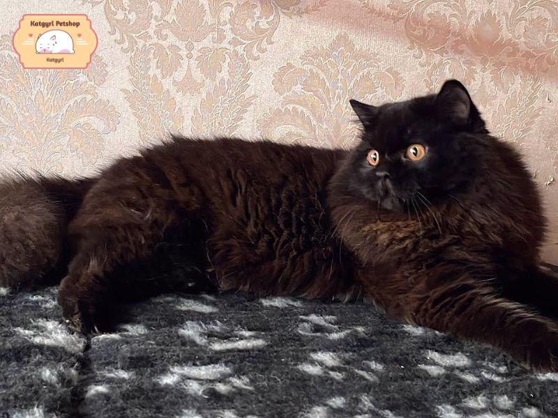 Mèo Anh lông dài đen có bộ lông dài đen mượt sang chảnh, quý phái, đôi mắt cuốn hút