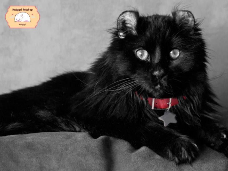 Mèo Anh lông dài màu đen tai cụp chân ngắn có giá bán cao hơn so với các giống mèo Ald đen thông thường