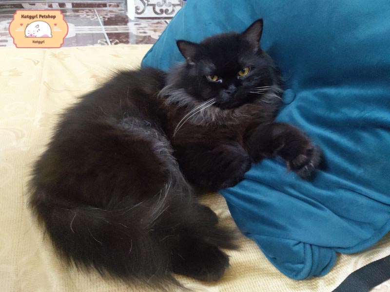 Mèo Anh lông dài màu đen với vẻ đẹp huyền bí, quyến rũ