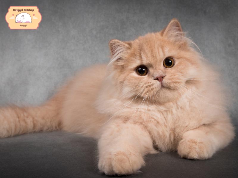 Mèo Anh lông dài màu kem với ngoại hình đốn tim