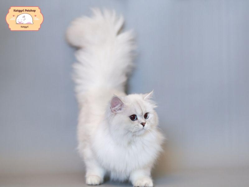 Mèo Anh lông dài trắng có bộ lông dài, dày, mềm mịn và chiếc đuôi dài mảnh mai