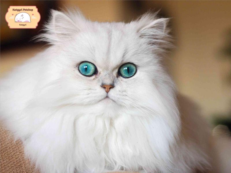 Mèo Anh lông dài trắng có bộ lông dày, dài, thân hình đáng yêu tựa như cục bông gòn di động