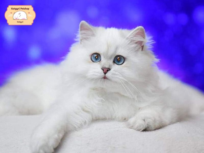Mèo Anh lông dài trắng có bộ lông dày, thân hình của mèo Ald trắng cân đối, săn chắc, khỏe mạnh