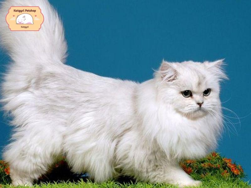 Mèo Anh lông dài trắng sinh sản tại Việt Nam có giá bán tối thiểu là 8.000.000 VNĐ