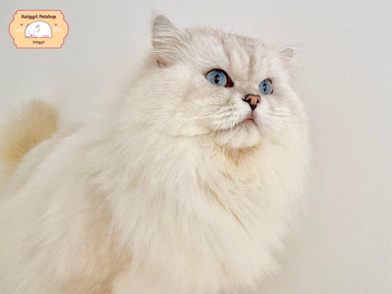 Mèo Anh lông dài trắng thường có mắt màu xanh với độ sáng từ nhạt đến đậm tùy thuộc vào gen di truyền của chúng