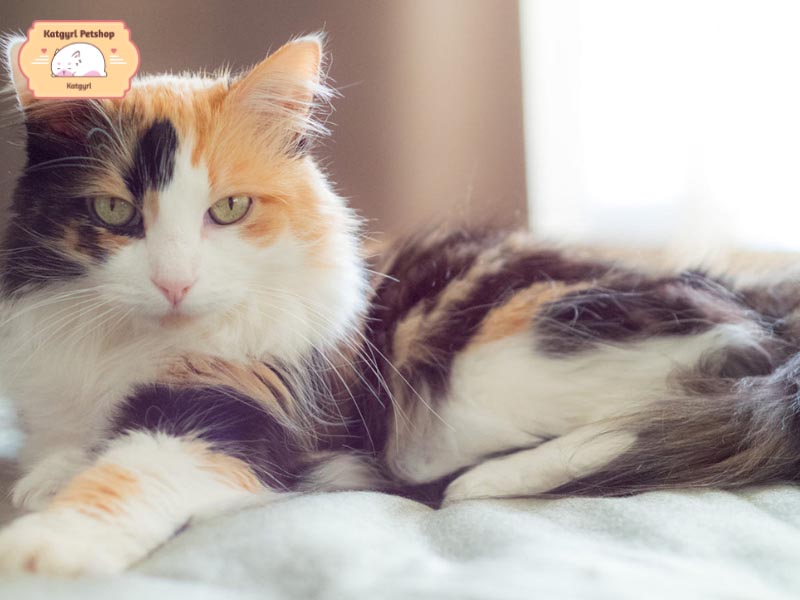 Mèo Anh lông dài tricolor sở hữu ngoại hình đặc biệt