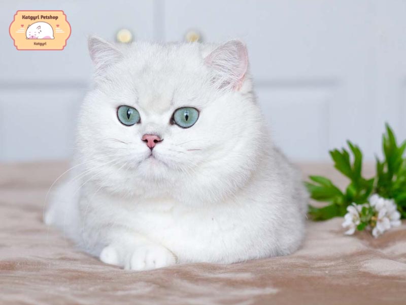 Mèo Anh lông ngắn màu Silver được công nhận chính thức từ 1980