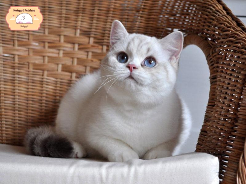 Mèo Anh lông ngắn màu Silver point có mũi màu hồng xinh xắn