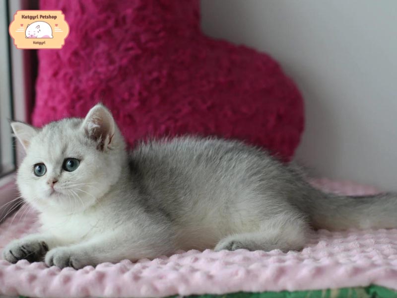 Mèo Anh lông ngắn màu Silver tốt tính, thân thiện, phù hợp để nuôi trong gia đình