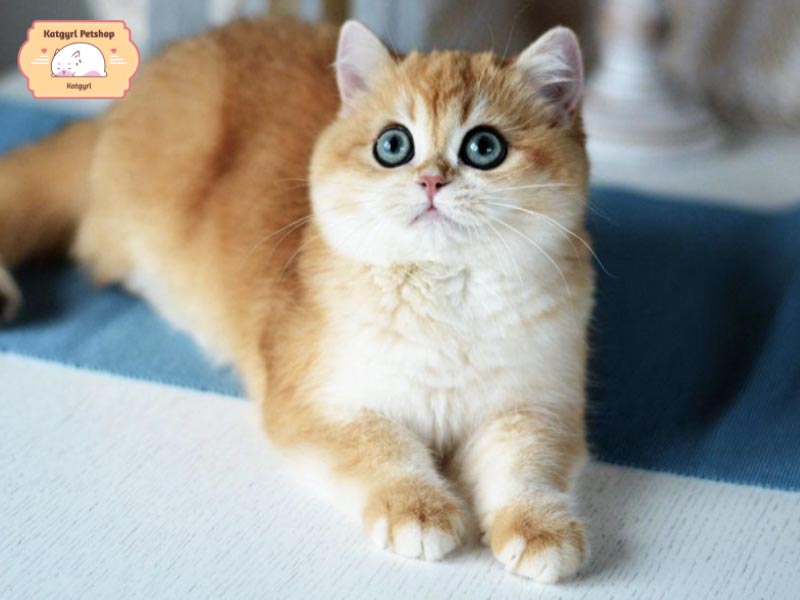 Mèo Anh lông ngắn màu golden có giá từ 20 - 30 triệu đồng