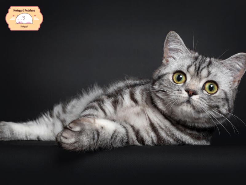 Mèo Anh màu Silver tabby sở hữu bộ lông như mèo mướp Việt Nam