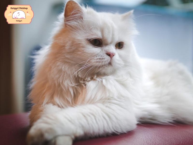 Mèo Ba Tư lông trắng được lòng “con sen" nhờ sự mềm mại như ôm một cục bông gòn trên tay.